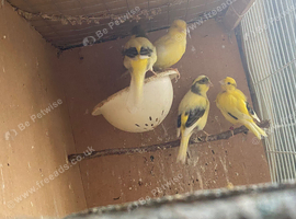 4 Fife canaries for sale