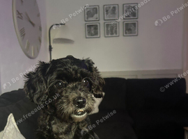 4 year old Shih poo for sale
