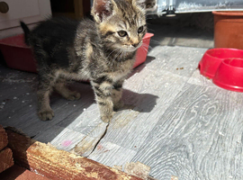 Kitten