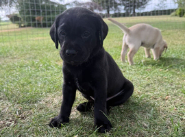 Beautiful litter of Labrador puppies