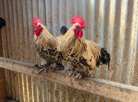 Mix of poultry for sale