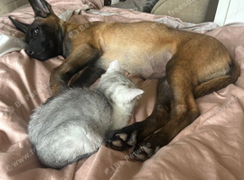 Female Mali pup needs new home
