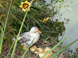 Silver Appleyard ducklings for sale