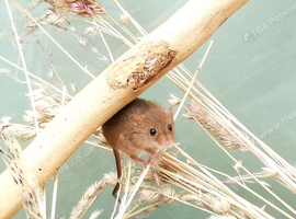 Harvest mice