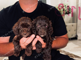 F1 cockopoo Puppys