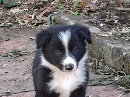 Gorgeous collie pups for sale