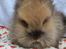 1 sooty fawn lionhead bucks