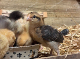 Cream leg bar chicks