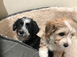 Maltipoo