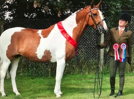 Stunning chestnut and white tobiano