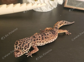 2 Female Leopard Geckos for Sale