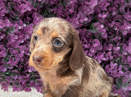 Beautiful Miniature Dachshund Puppies Ready Now