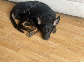 Astra German shepherd