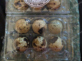 Corturnix Quail hatching eggs
