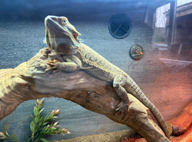Female bearded dragon
