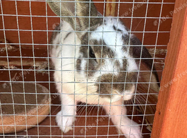 2 rabbits 1 white 1 beige white