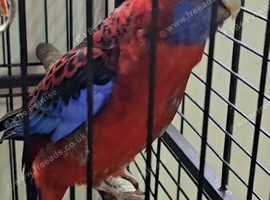 Crimson/ pennant rosella
