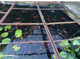 Free - 60 +/- assorted pond goldfish. Size : 2 inches  to 8 inches +