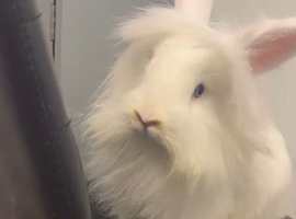 Gorgeous White Lionhead Doe with Stunning Blue Eyes &ndash; &pound;50