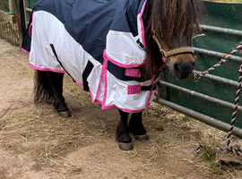 Looking for an older coloured shetland