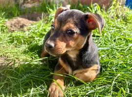 Beautiful Jack Russell puppies