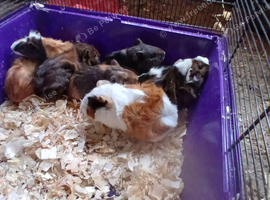 Guinea pigs,