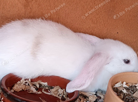 Baby dwarf lop bunnies