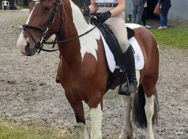 Irish 13.2/13.3hh mare for part loan