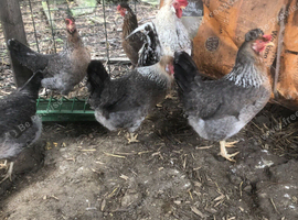 CREAM LEGBAR HATCHING EGGS FOR SALE