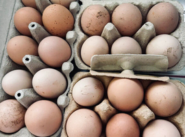 Free Range Chicken Eggs For Sale