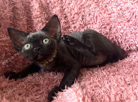 Pedigree kittens available