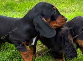 Dachshund x Cocker Spaniel