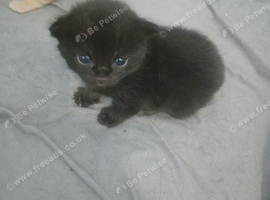 Kittens x 4