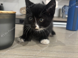 Beautiful 8wk old kitten ready to leave