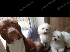 500 STUD here is my boy full pedigree terrier