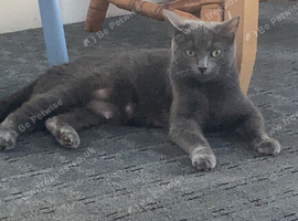 Female British shorthair