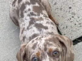 Miniture dachund female