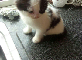2 female kittens