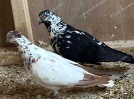 Pair of pigeons for sale