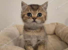 GCCF British Shorthair Babies Ready Soon