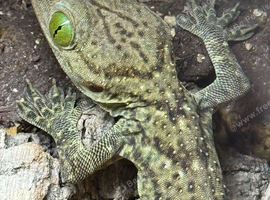 Smiths Green Eyed Gecko