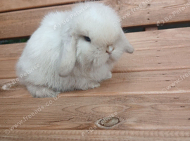 Purebred mini lop babies