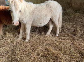 Mini Shetland filly foal