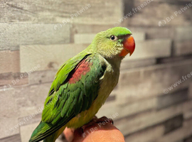Handreared Alexanderine parrot