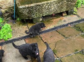 Pedigree German Shepherd puppies