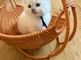 ragdoll kittens ONLY 4 LEFT