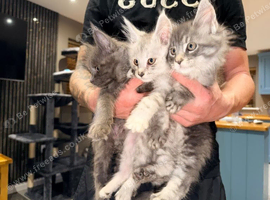 Maine coon kittens