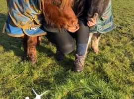 2 Shetlands for full loan
