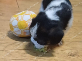 Shihtzu cross puppy male boy left for sale