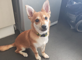 Mixed breed male puppy